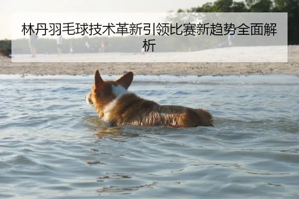 林丹羽毛球技术革新引领比赛新趋势全面解析